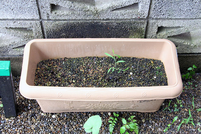 f:id:takahikonojima:20200726081739j:plain