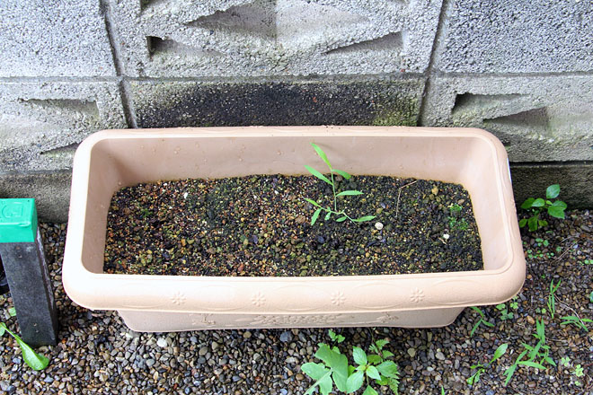 f:id:takahikonojima:20200728074425j:plain