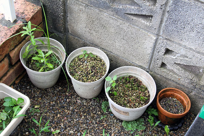 f:id:takahikonojima:20200729085309j:plain