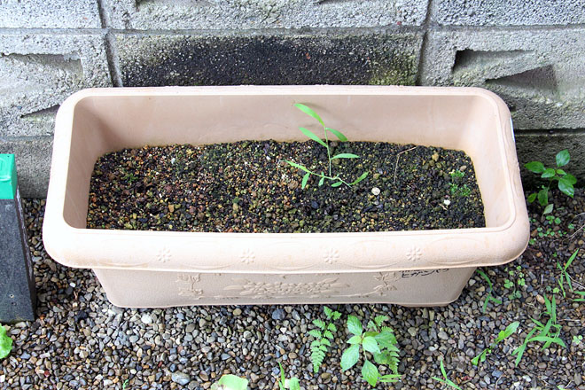 f:id:takahikonojima:20200729085312j:plain