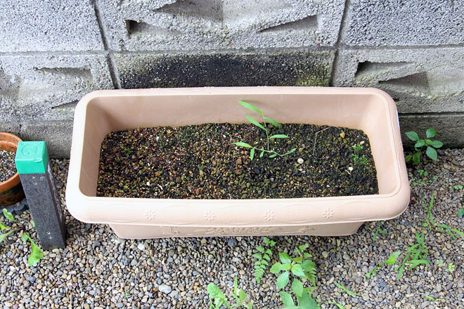 f:id:takahikonojima:20200730084919j:plain