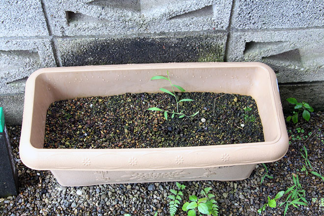 f:id:takahikonojima:20200731071918j:plain