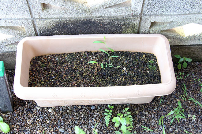 f:id:takahikonojima:20200801072633j:plain