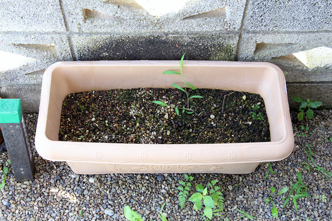 f:id:takahikonojima:20200802075434j:plain