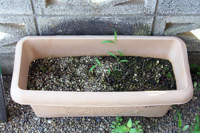 f:id:takahikonojima:20200804073253j:plain