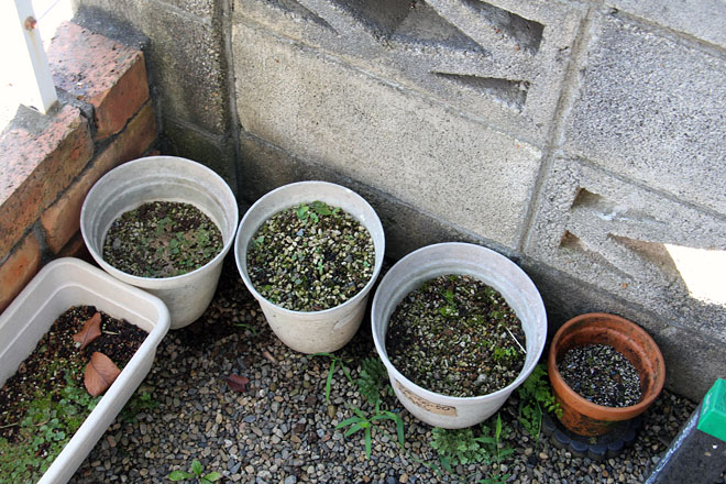 f:id:takahikonojima:20200813083425j:plain