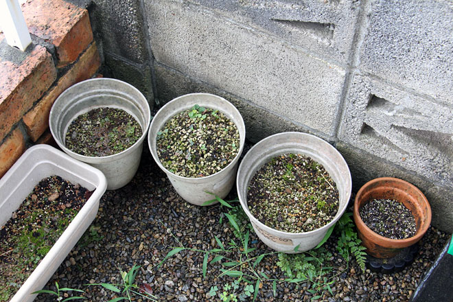 f:id:takahikonojima:20200827072420j:plain