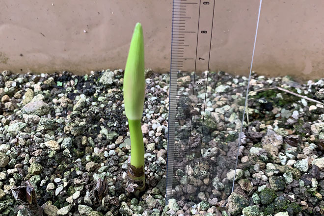 f:id:takahikonojima:20200919072621j:plain