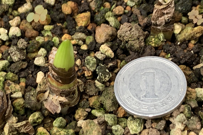 f:id:takahikonojima:20200924085504j:plain