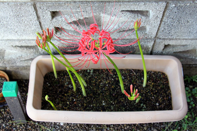 f:id:takahikonojima:20200928073550j:plain