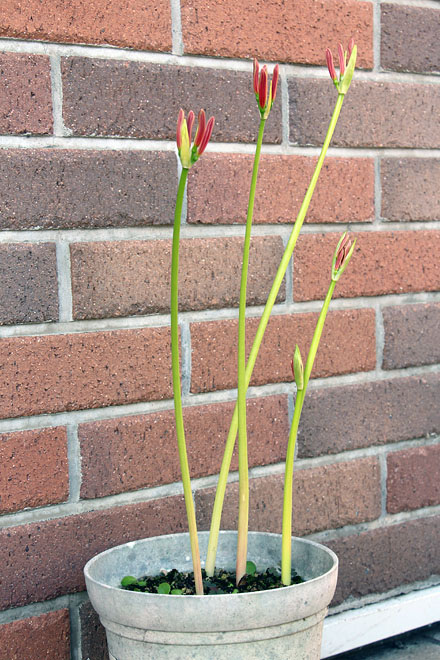 f:id:takahikonojima:20200928073609j:plain