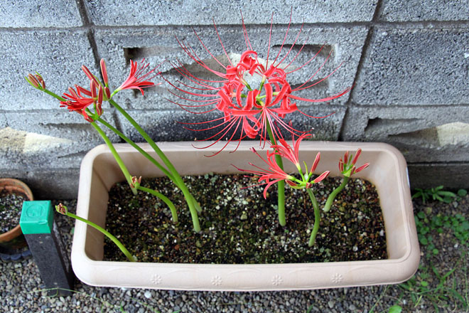 f:id:takahikonojima:20200929070029j:plain