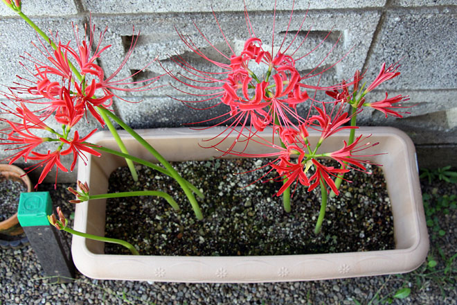 f:id:takahikonojima:20200930073803j:plain