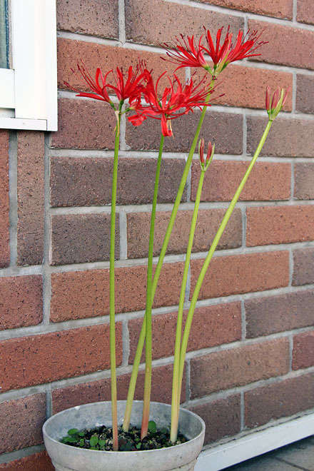 f:id:takahikonojima:20200930073817j:plain