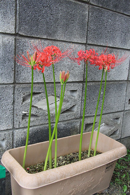 f:id:takahikonojima:20201001073051j:plain