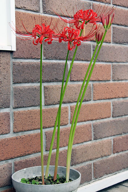 f:id:takahikonojima:20201001073103j:plain