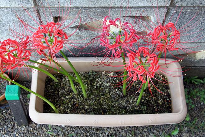 f:id:takahikonojima:20201002073636j:plain