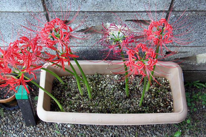 f:id:takahikonojima:20201003071532j:plain