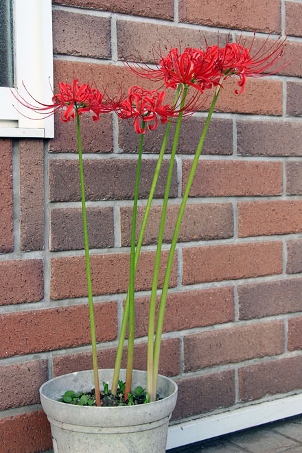 f:id:takahikonojima:20201003071610j:plain