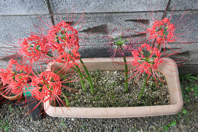 f:id:takahikonojima:20201004075400j:plain