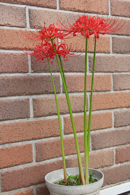 f:id:takahikonojima:20201004075416j:plain