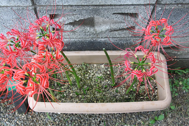 f:id:takahikonojima:20201005082001j:plain