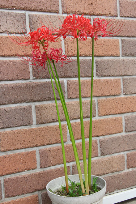 f:id:takahikonojima:20201005082018j:plain