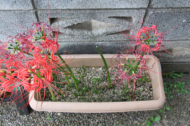 f:id:takahikonojima:20201006070227j:plain