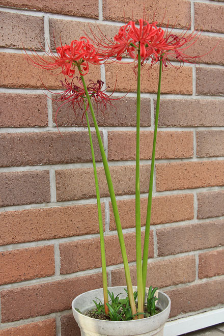 f:id:takahikonojima:20201006070239j:plain