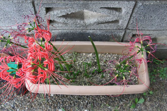 f:id:takahikonojima:20201007071420j:plain