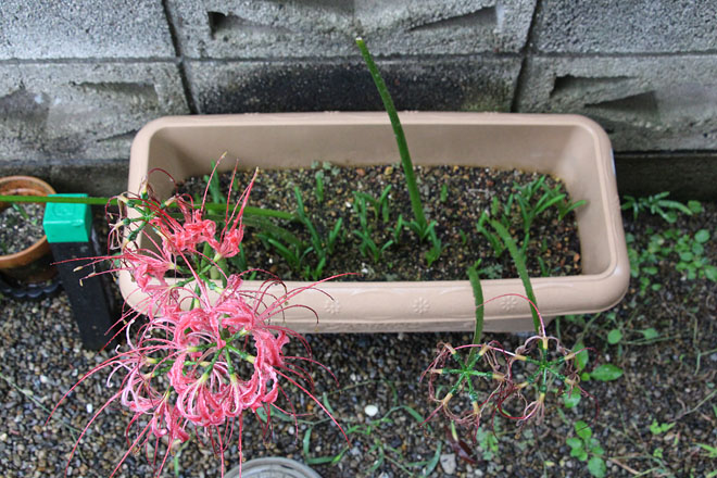 f:id:takahikonojima:20201009081303j:plain