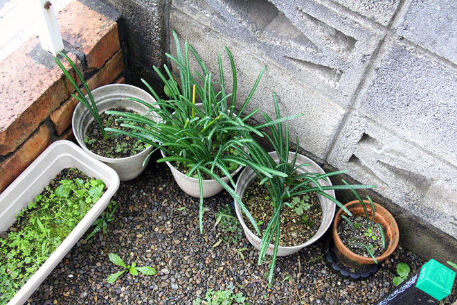 f:id:takahikonojima:20201103073434j:plain