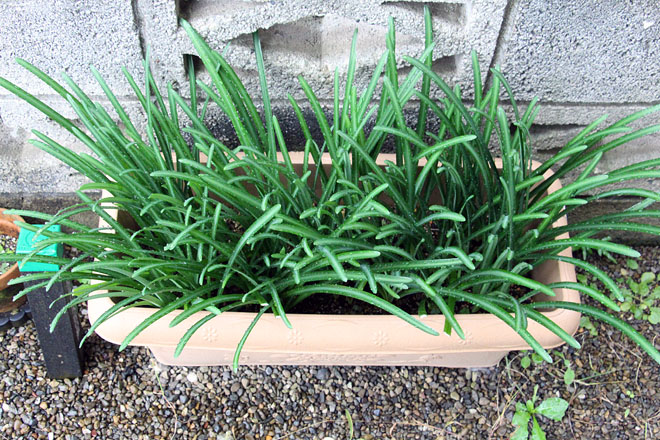 f:id:takahikonojima:20201103073437j:plain