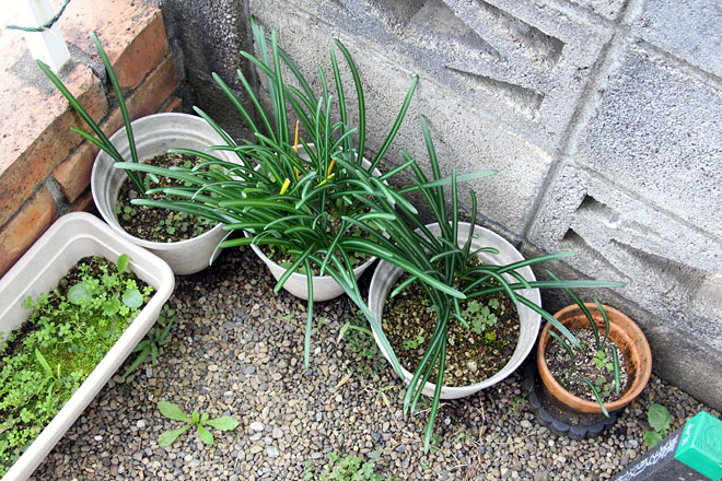 f:id:takahikonojima:20201107073951j:plain