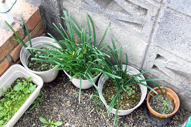 f:id:takahikonojima:20201108074824j:plain