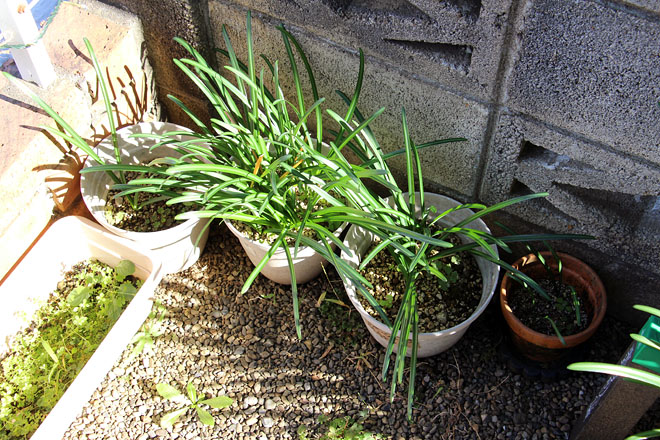 f:id:takahikonojima:20201111131518j:plain