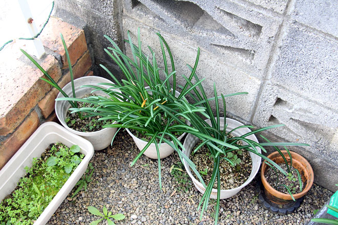 f:id:takahikonojima:20201112075215j:plain