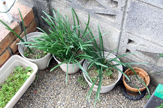 f:id:takahikonojima:20201124075425j:plain