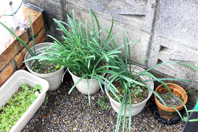 f:id:takahikonojima:20201125092906j:plain