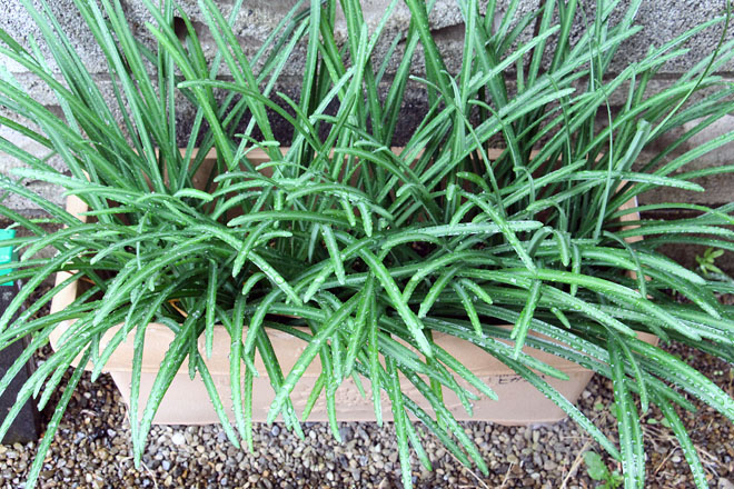 f:id:takahikonojima:20201125092908j:plain