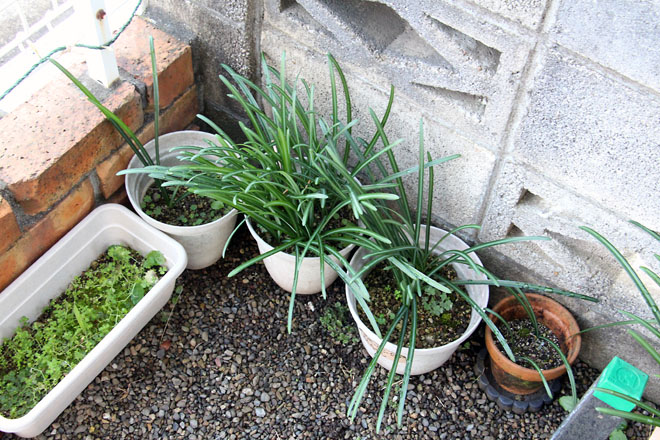 f:id:takahikonojima:20201126075625j:plain