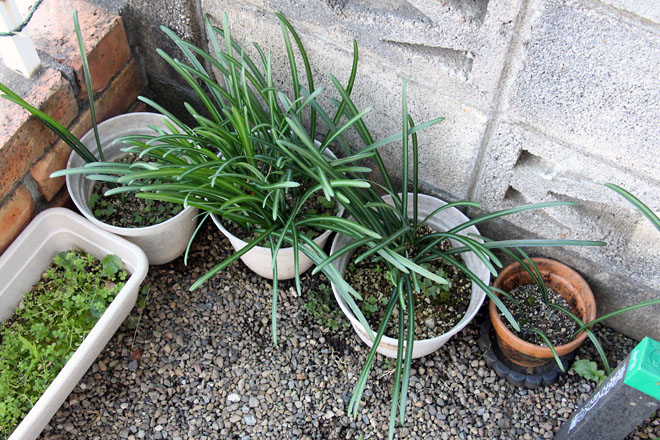 f:id:takahikonojima:20201128075851j:plain