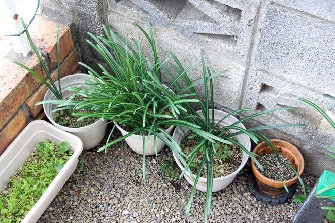 f:id:takahikonojima:20201129081315j:plain