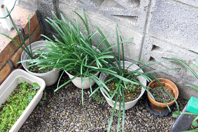 f:id:takahikonojima:20201203084906j:plain