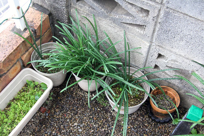 f:id:takahikonojima:20201205081727j:plain