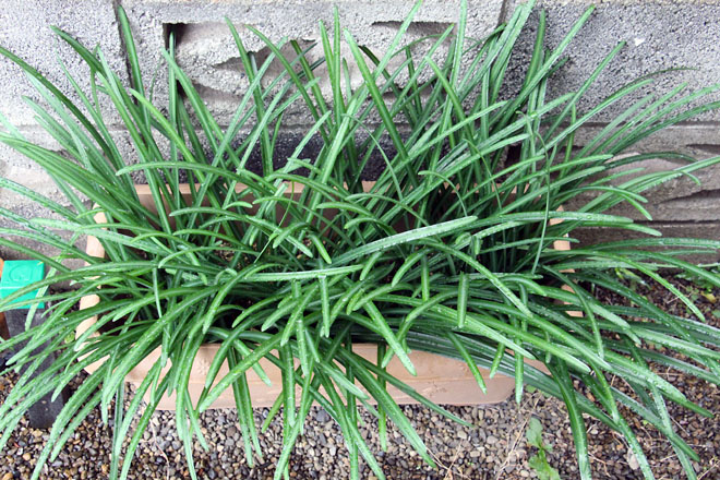 f:id:takahikonojima:20201205081729j:plain