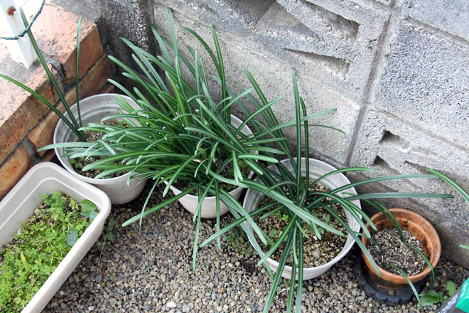 f:id:takahikonojima:20201210075943j:plain