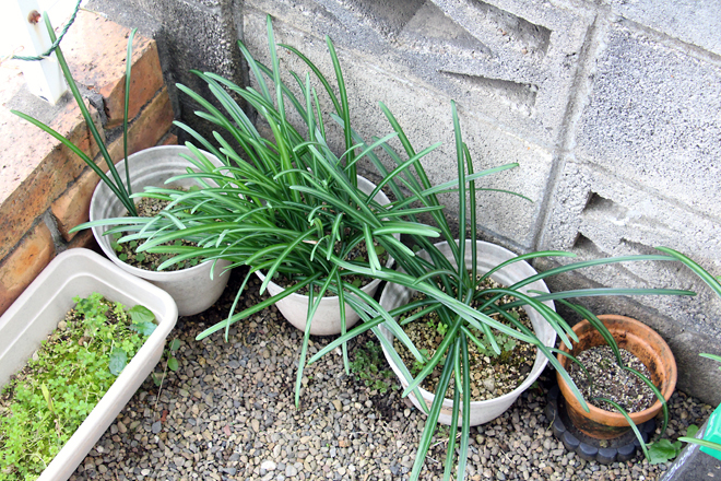 f:id:takahikonojima:20201212084802j:plain