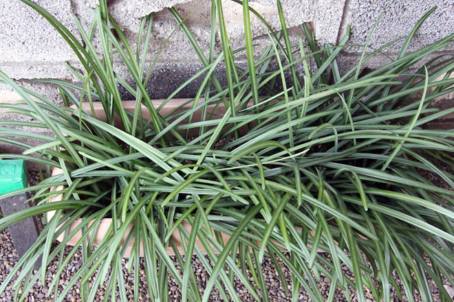 f:id:takahikonojima:20210107080825j:plain