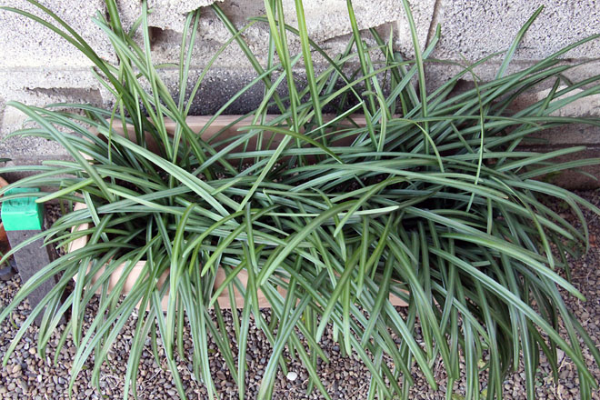 f:id:takahikonojima:20210109081343j:plain